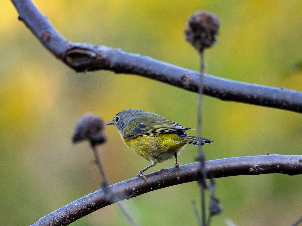 Nashville Warbler - AJ Albinak