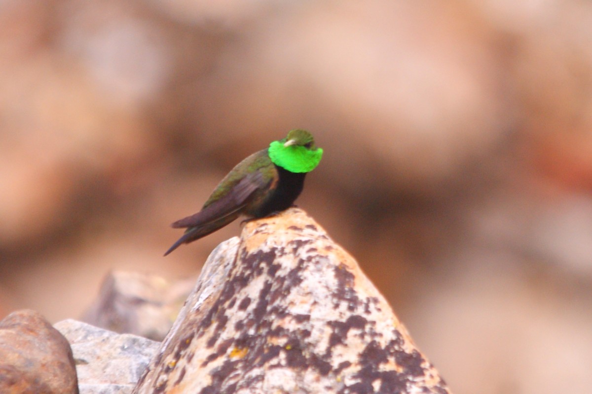 Black-breasted Hillstar - ML642743151