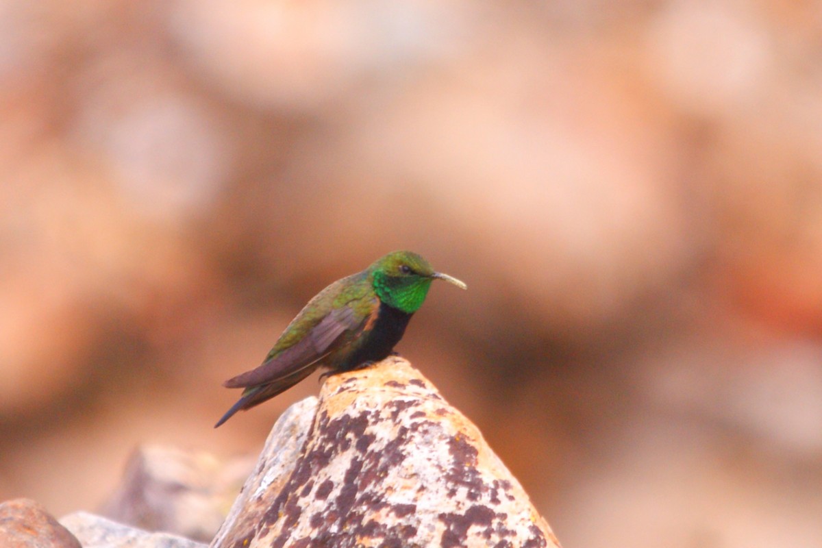 Black-breasted Hillstar - ML642743152