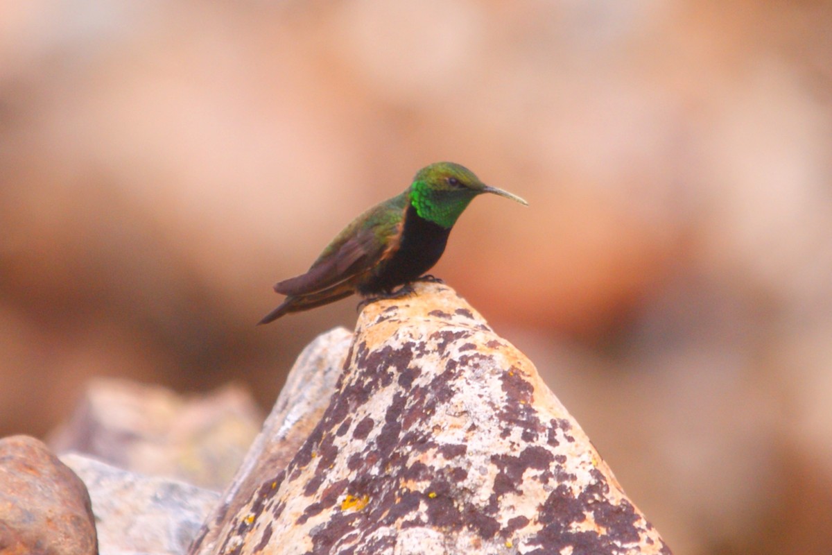 Black-breasted Hillstar - ML642743159