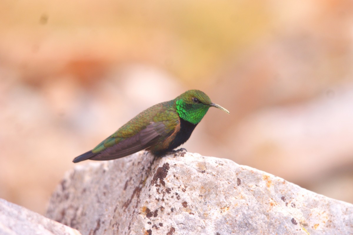 Black-breasted Hillstar - ML642743160