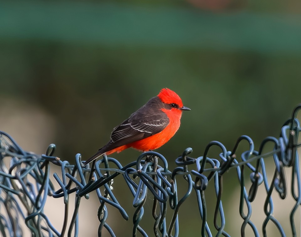 Vermilion Flycatcher - Ronaldo Lebowski
