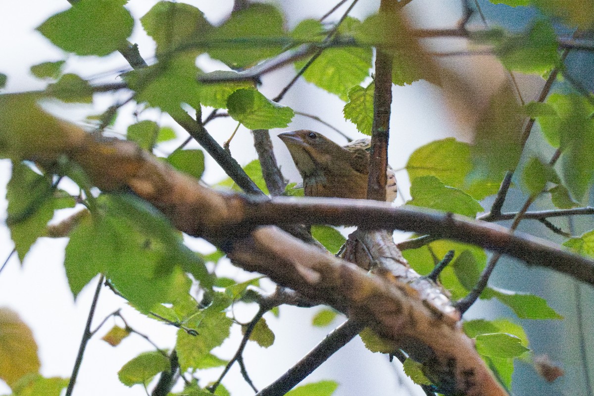 Dickcissel - ML642743177