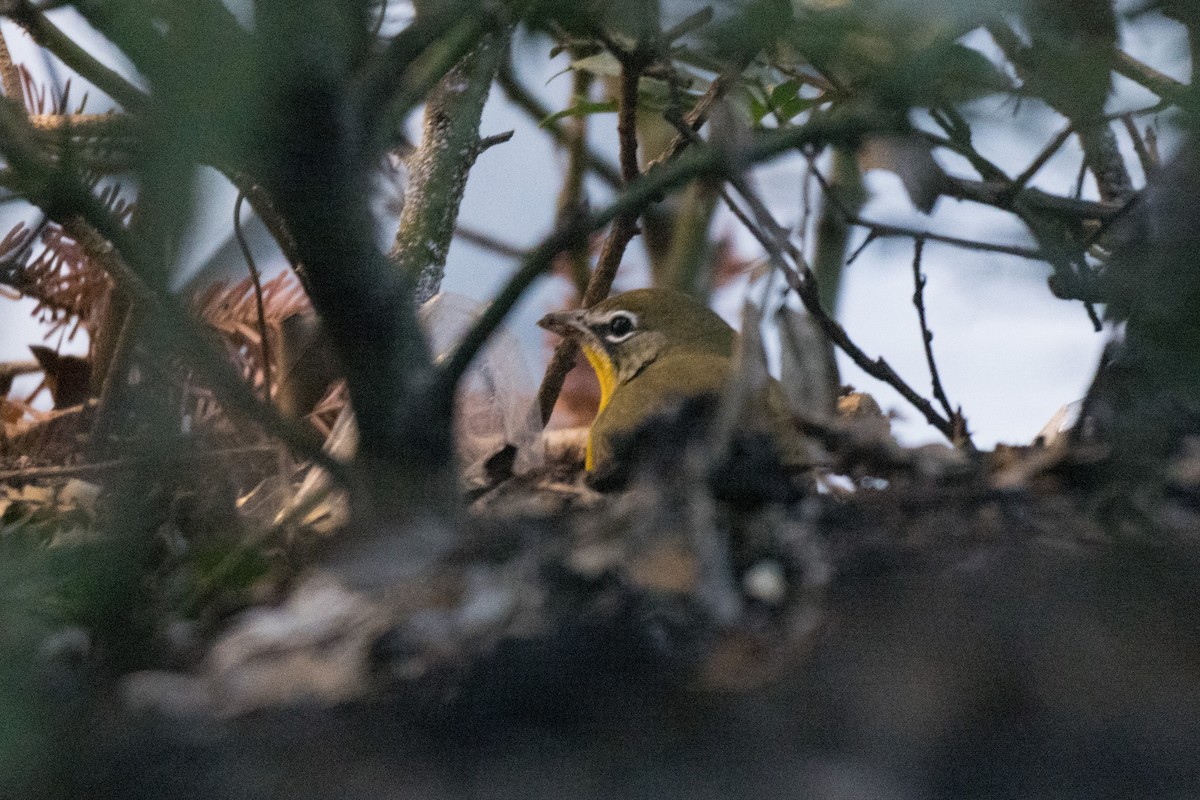 Yellow-breasted Chat - ML642743179
