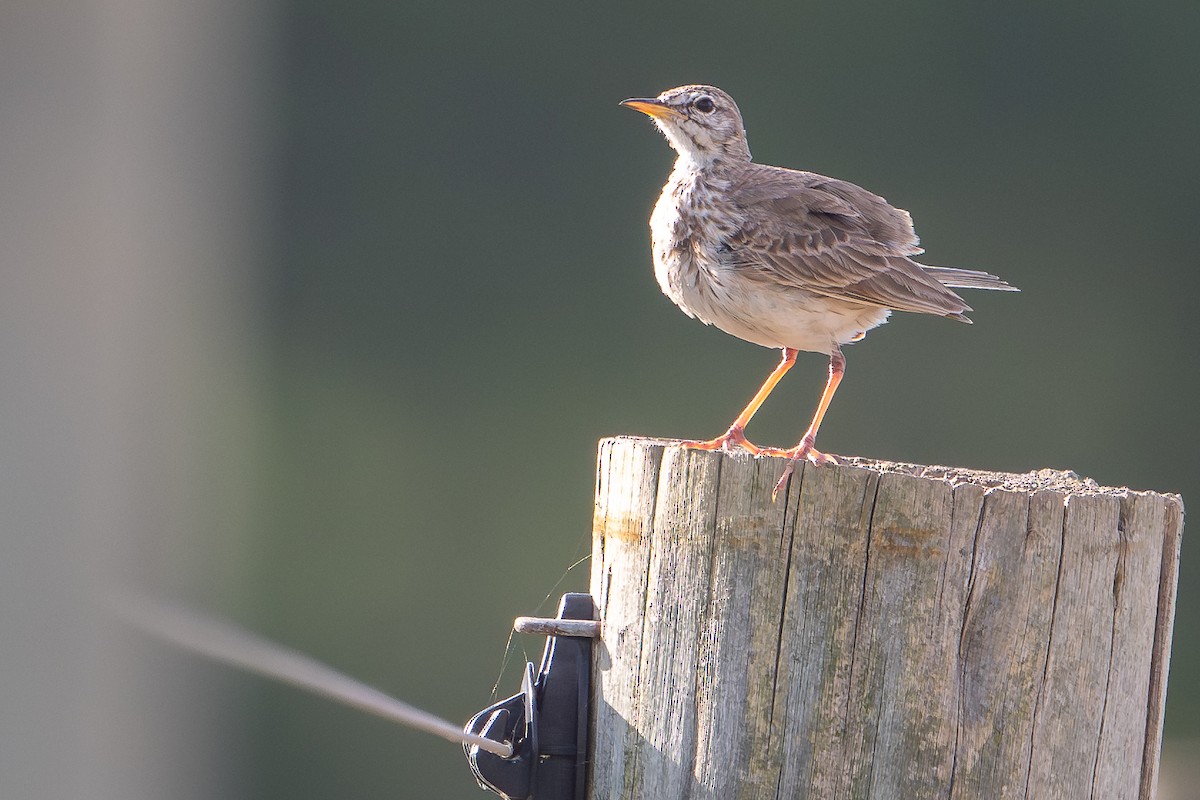 Malindi Pipit - ML642743180