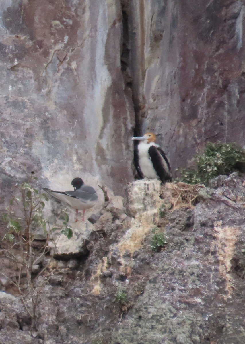 Great Frigatebird - ML642743185