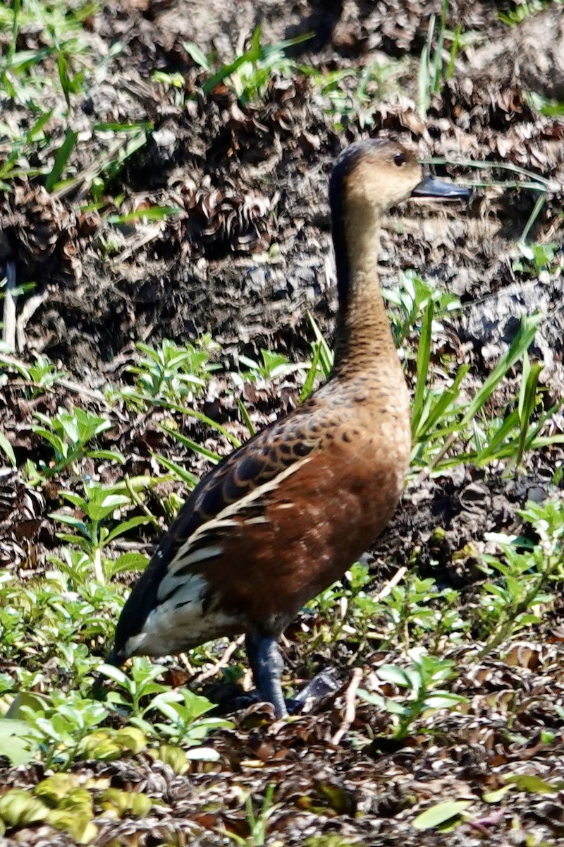 Wandering Whistling-Duck - ML642743198