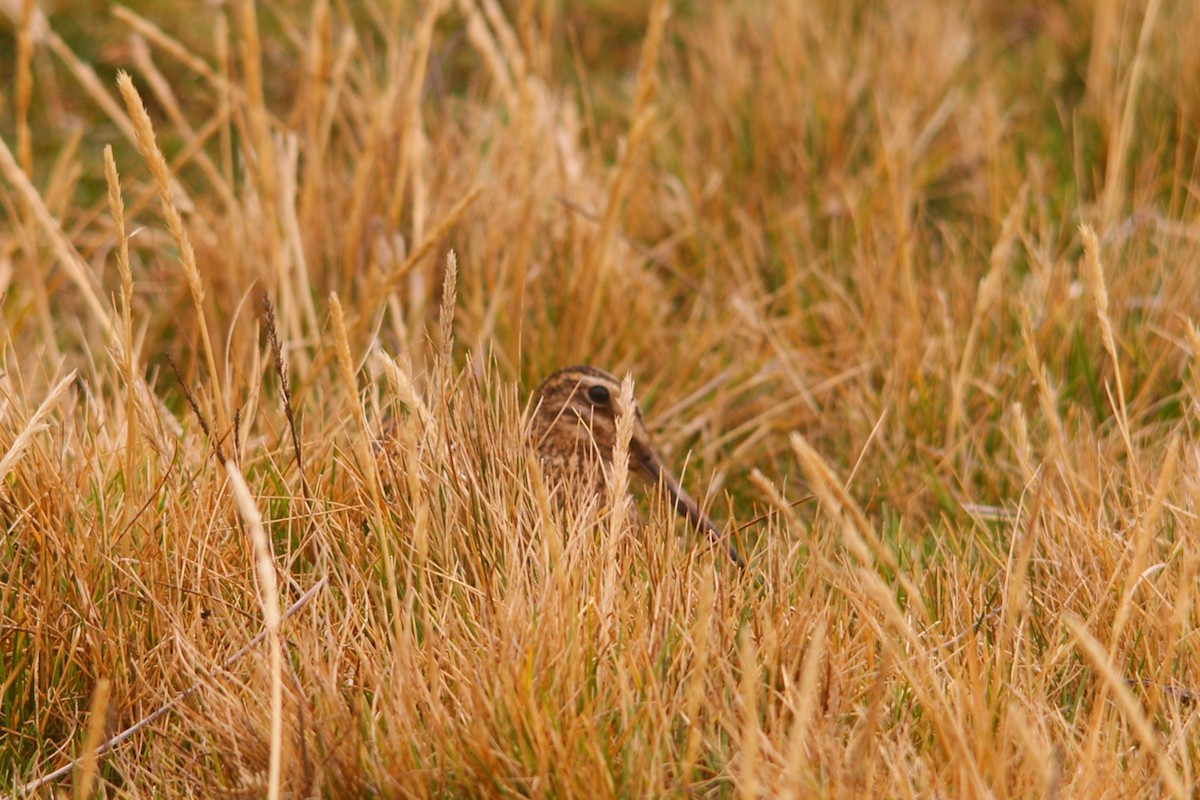 Puna Snipe - ML642743204
