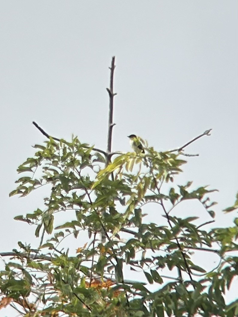 Eastern Phoebe - ML642743217