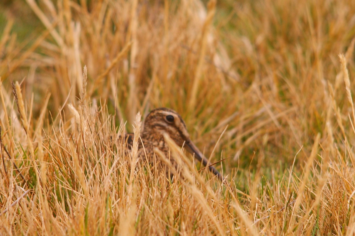 Puna Snipe - ML642743219