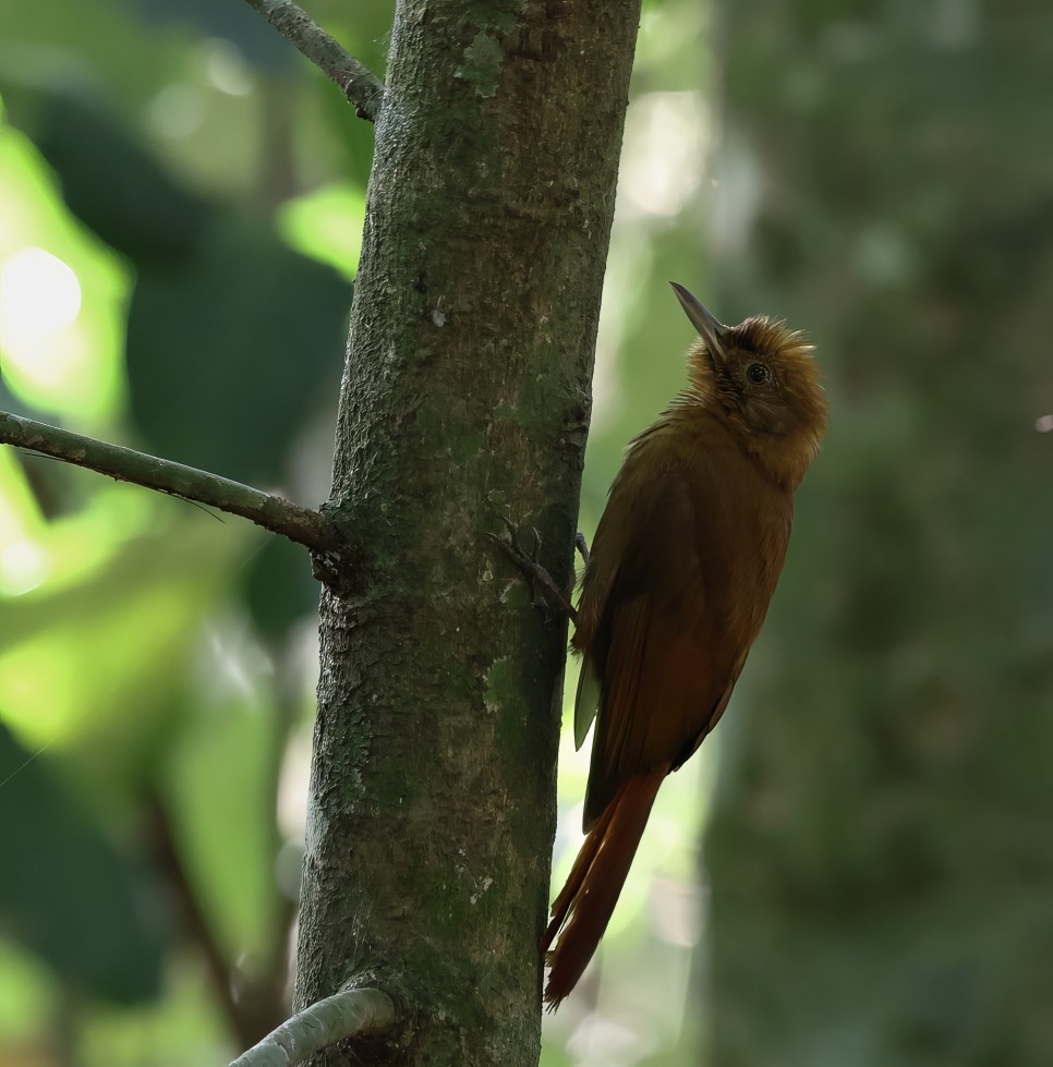 Plain-winged Woodcreeper (Plain-winged) - ML642743221