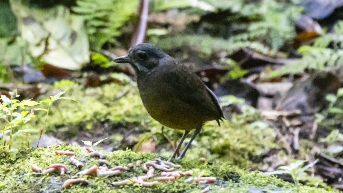 Moustached Antpitta - ML642743225