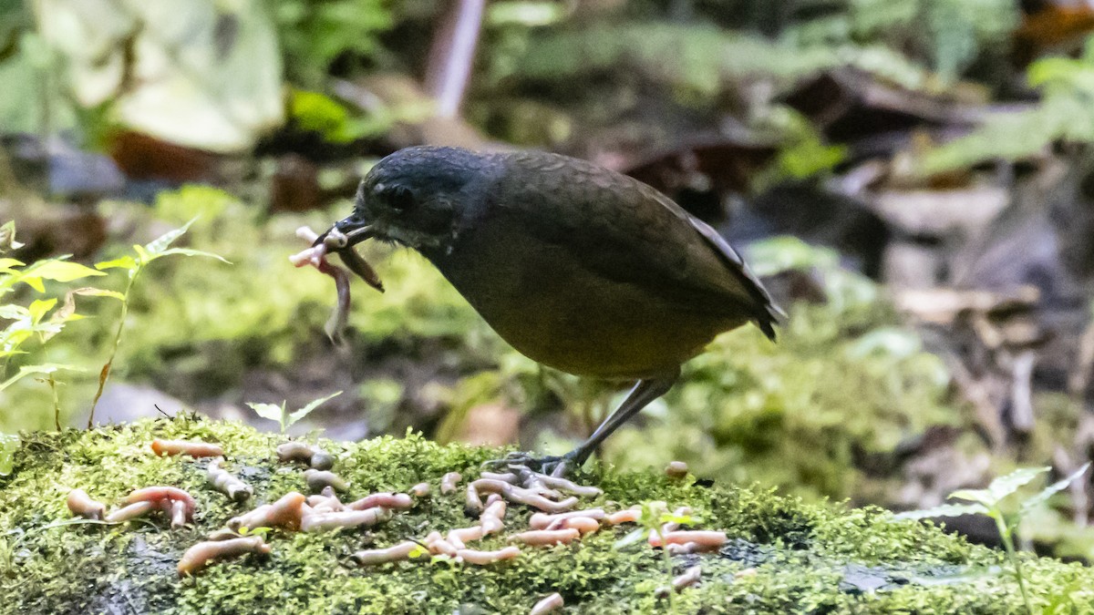 Moustached Antpitta - ML642743226