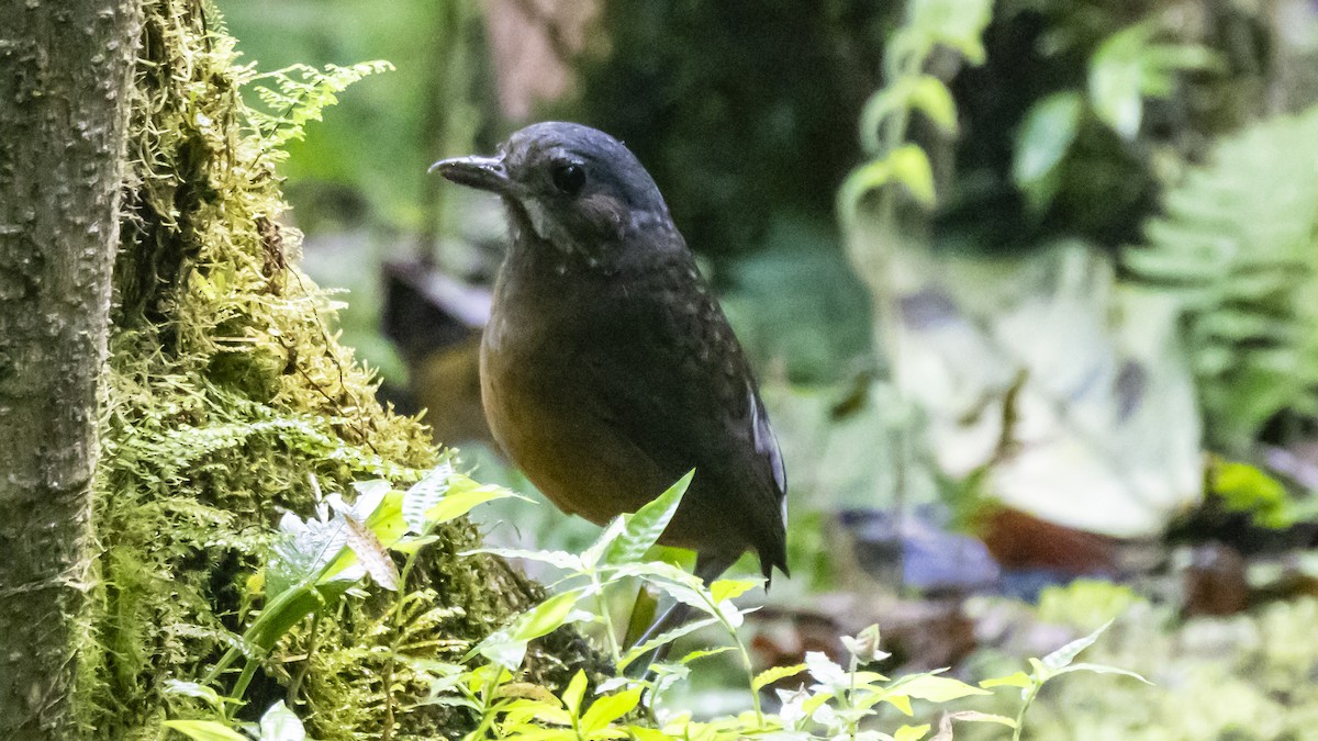 Moustached Antpitta - ML642743227