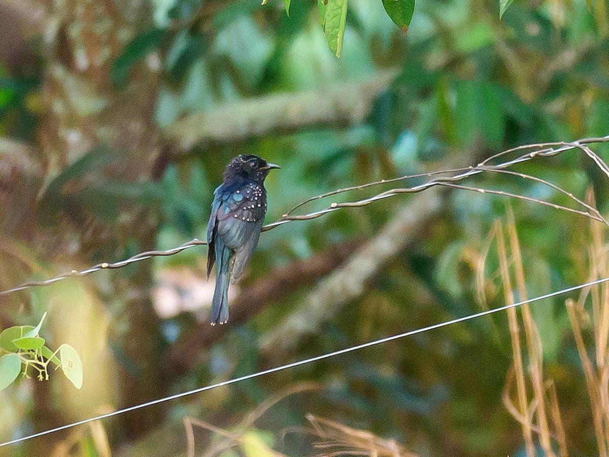 Square-tailed Drongo-Cuckoo - ML642743231