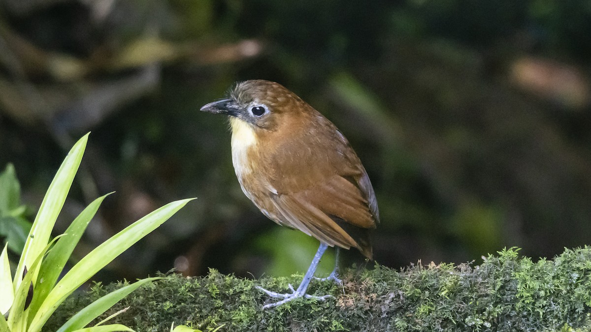 Yellow-breasted Antpitta - ML642743233