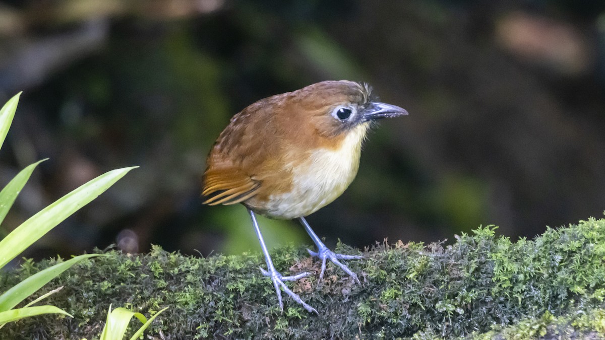 Yellow-breasted Antpitta - ML642743234