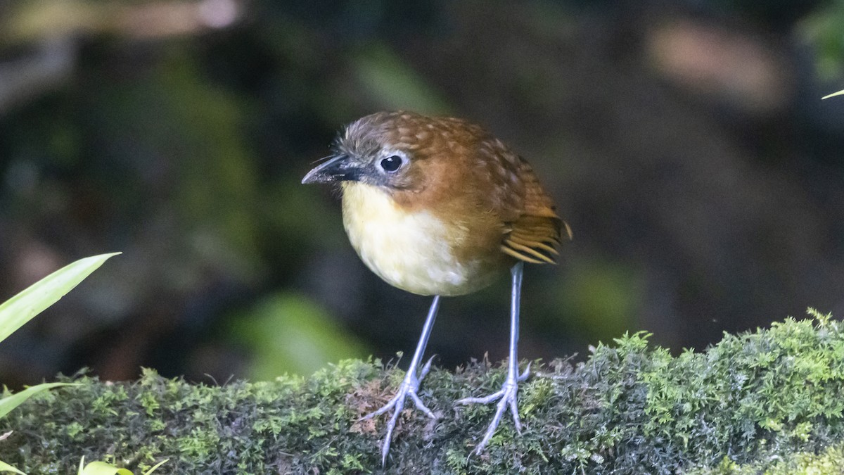 Yellow-breasted Antpitta - ML642743235
