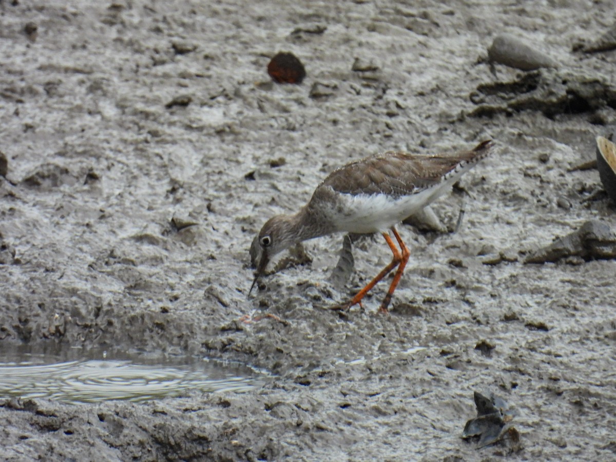 Common Redshank - Nicole E Mathew