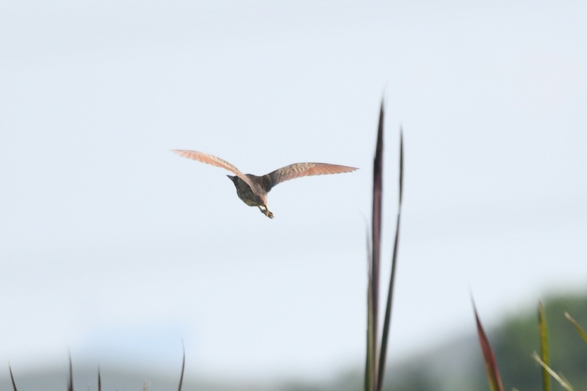 Cinnamon Bittern - Sze On Ng (Aaron)