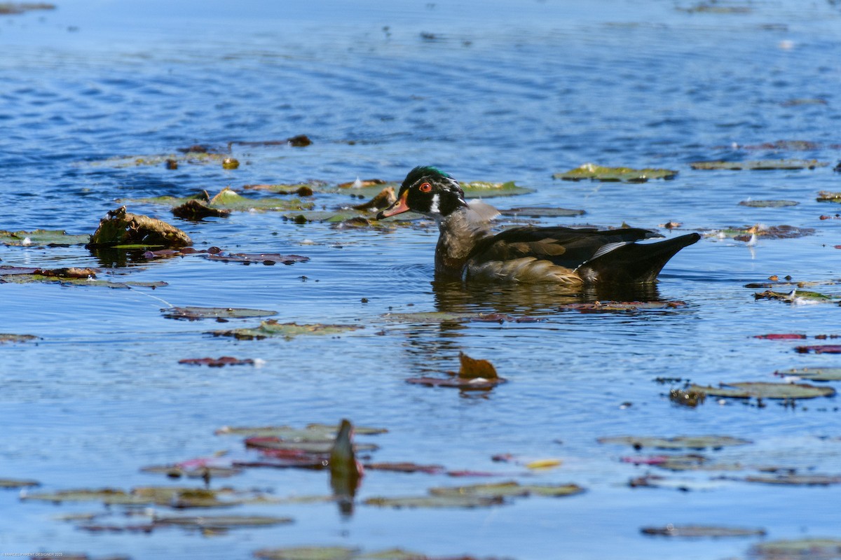 Wood Duck - ML642743250