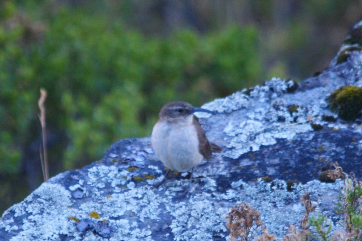 Buff-breasted Earthcreeper - ML642743255