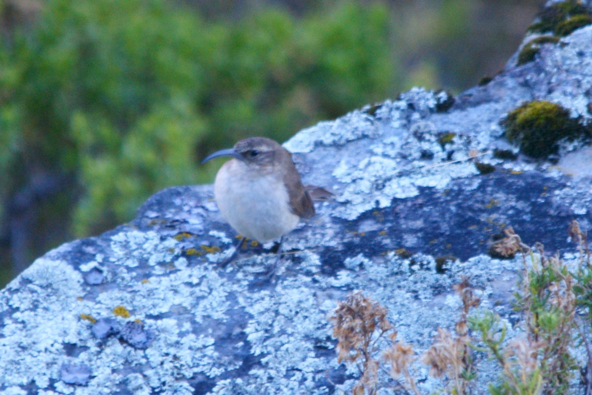 Buff-breasted Earthcreeper - ML642743256