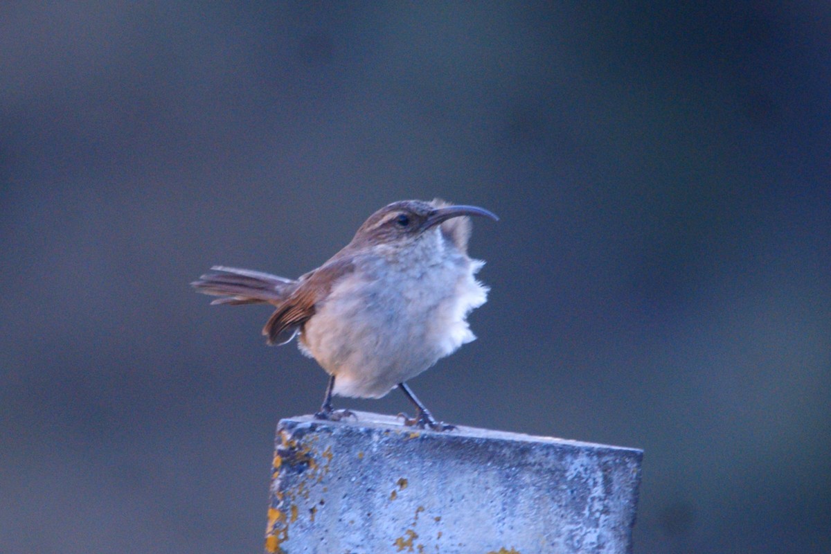 Buff-breasted Earthcreeper - ML642743257