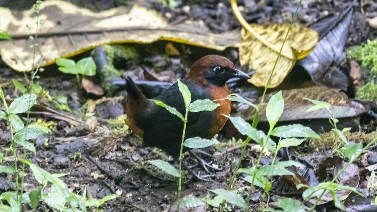 Rufous-breasted Antthrush - ML642743270