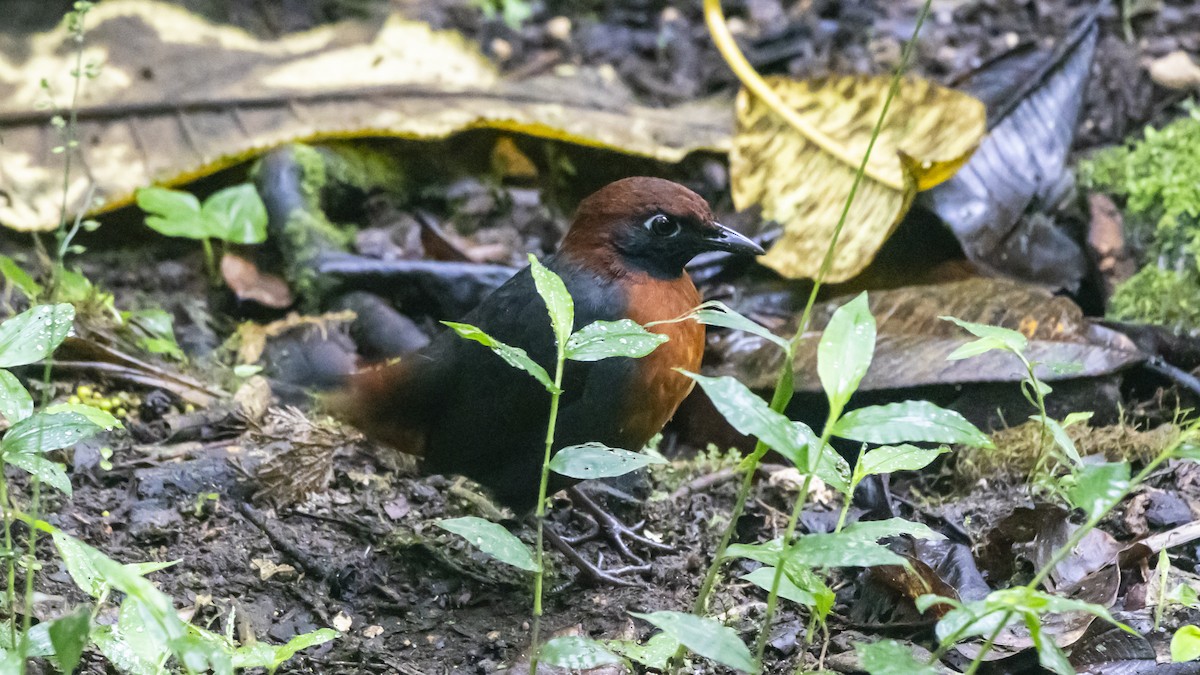 Rufous-breasted Antthrush - ML642743271