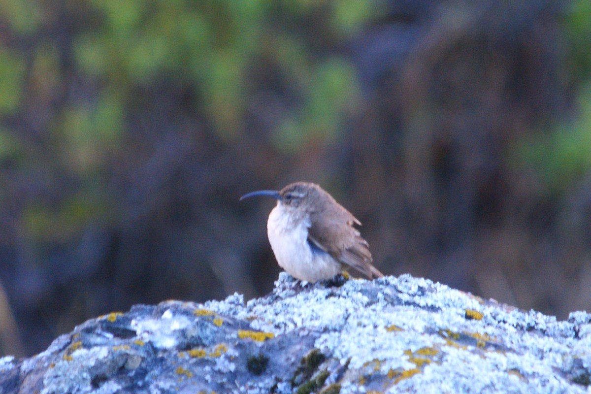 Buff-breasted Earthcreeper - ML642743281