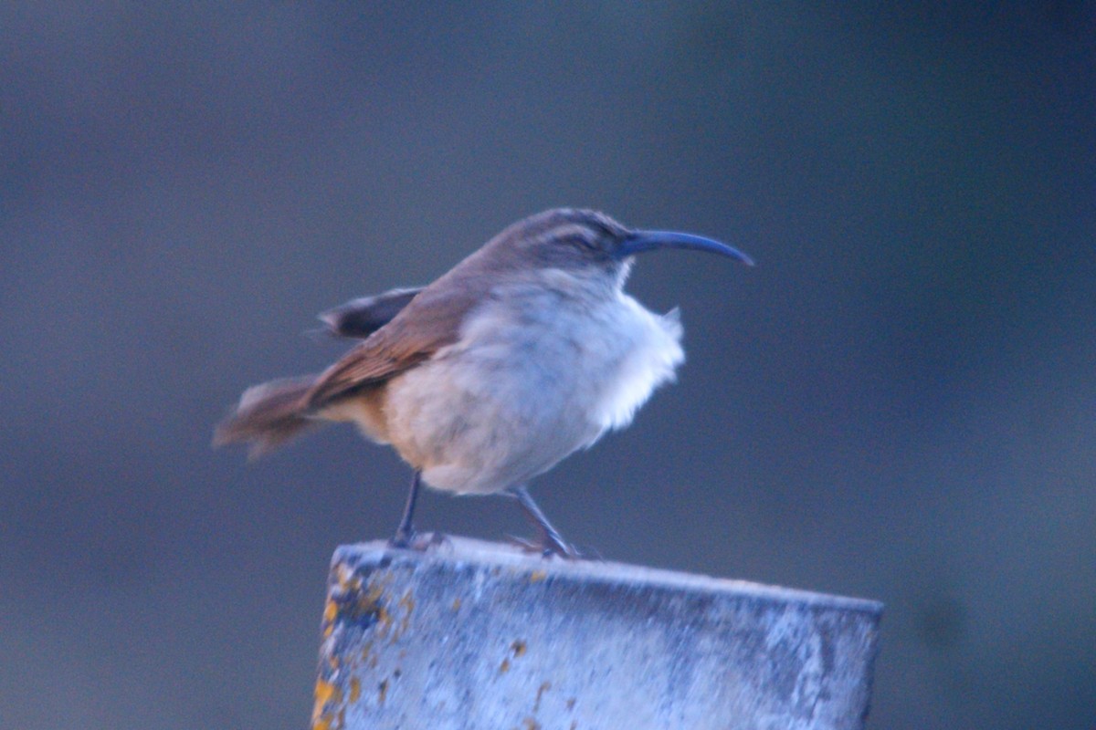 Buff-breasted Earthcreeper - ML642743282