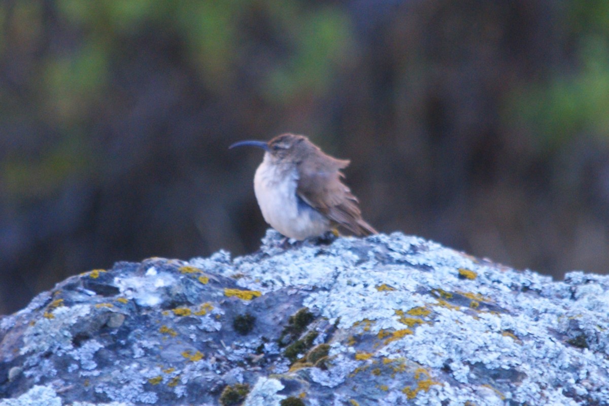 Buff-breasted Earthcreeper - ML642743283