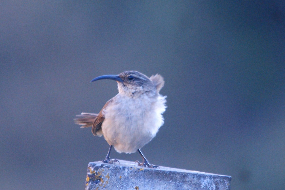 Buff-breasted Earthcreeper - ML642743284