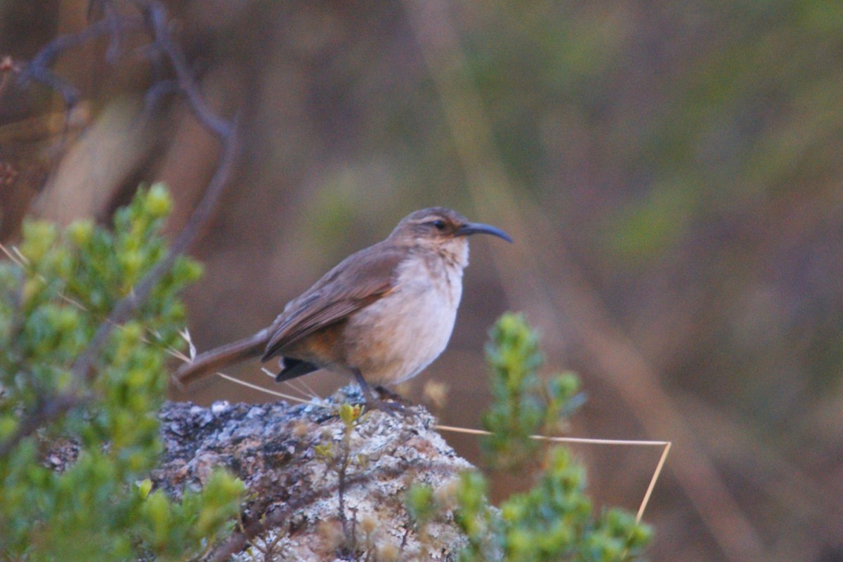 Buff-breasted Earthcreeper - ML642743285