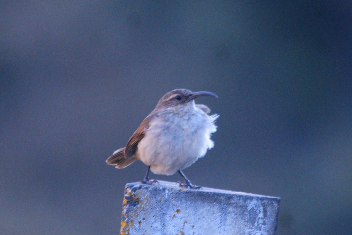 Buff-breasted Earthcreeper - ML642743287