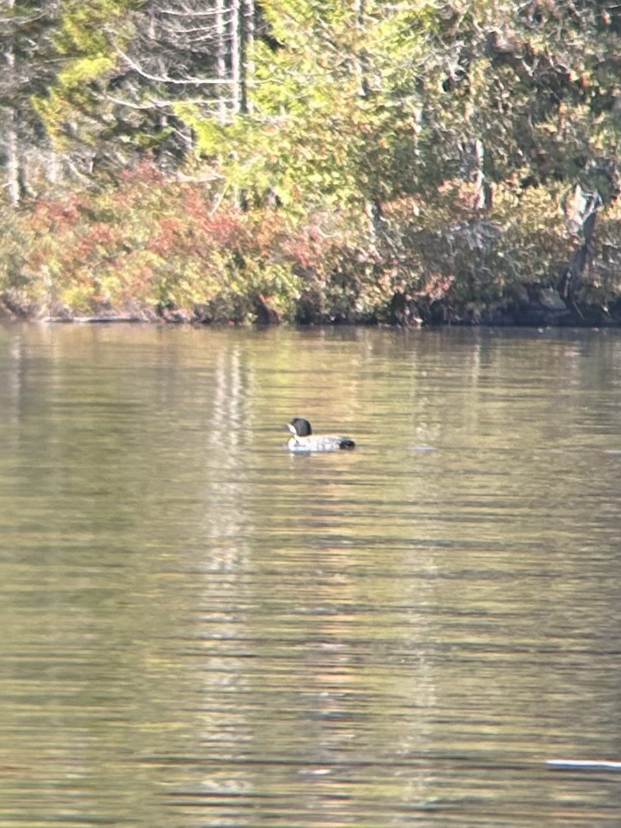 Common Loon - ML642743294