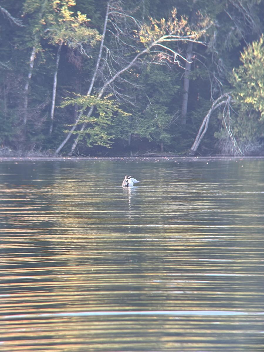 Common Loon - ML642743295