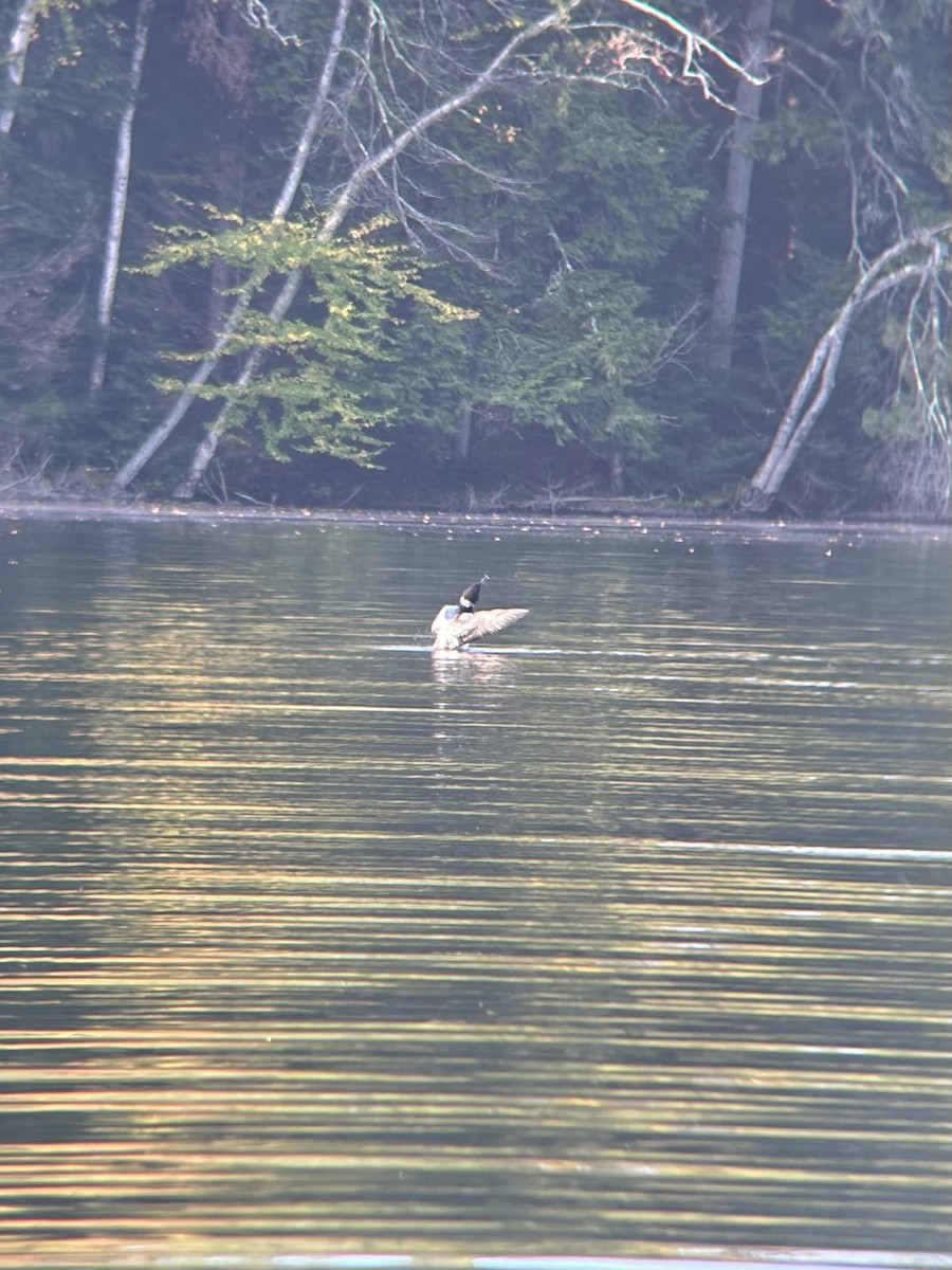 Common Loon - ML642743296