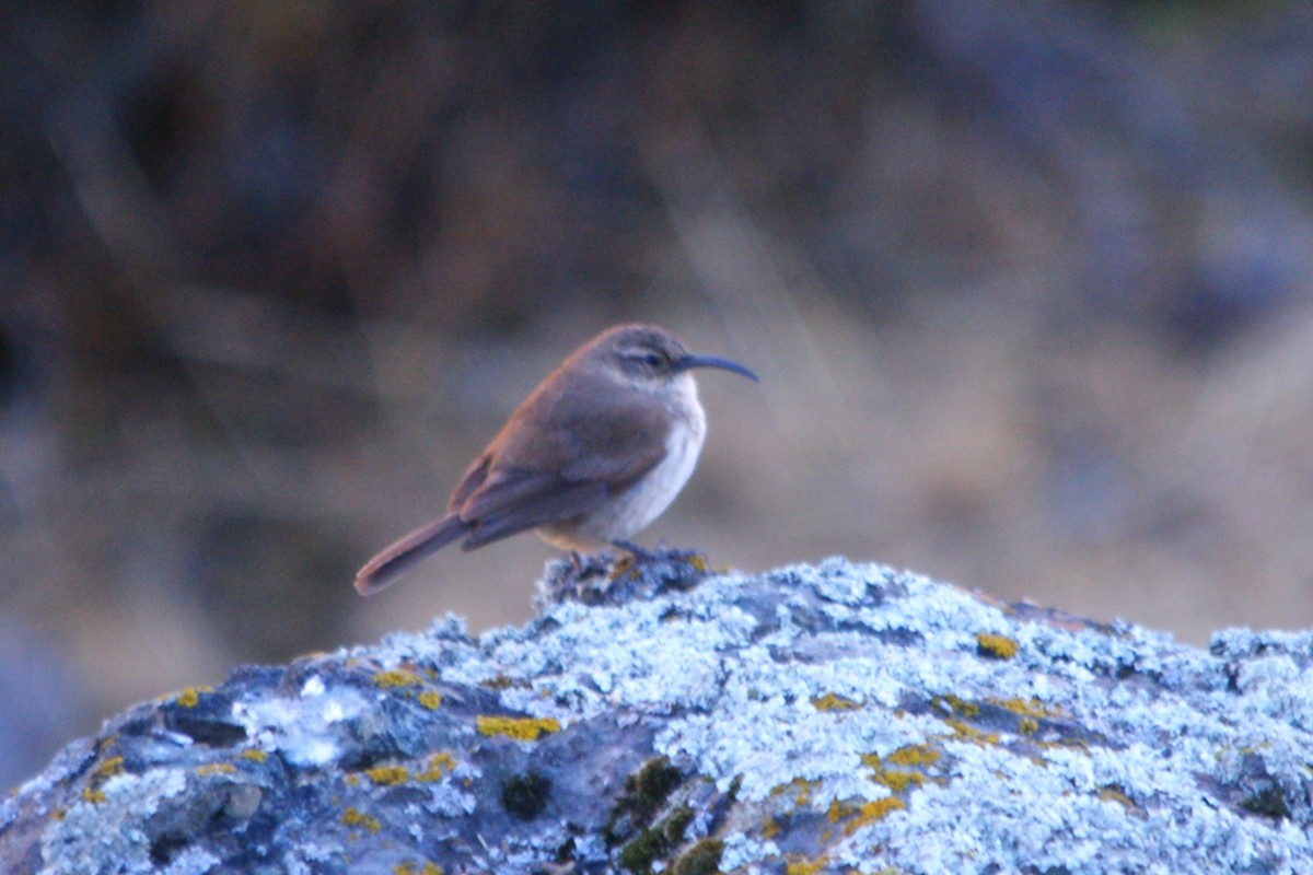 Buff-breasted Earthcreeper - ML642743297