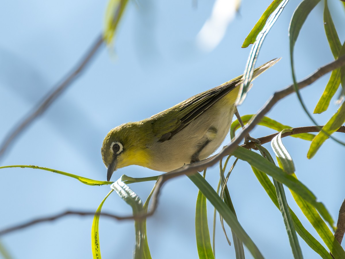 Swinhoe's White-eye - ML642743298