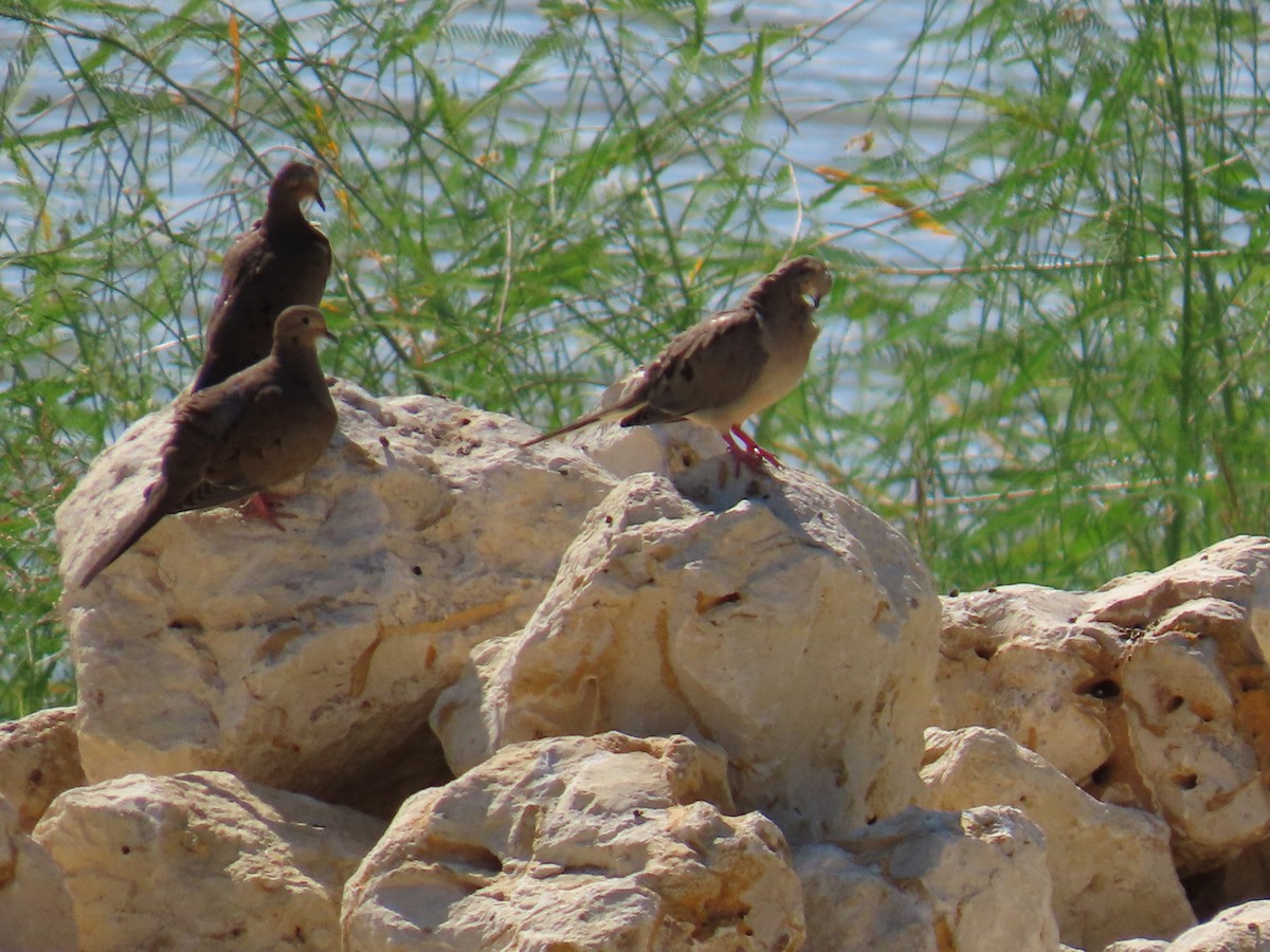 Mourning Dove - Sheila Sawyer