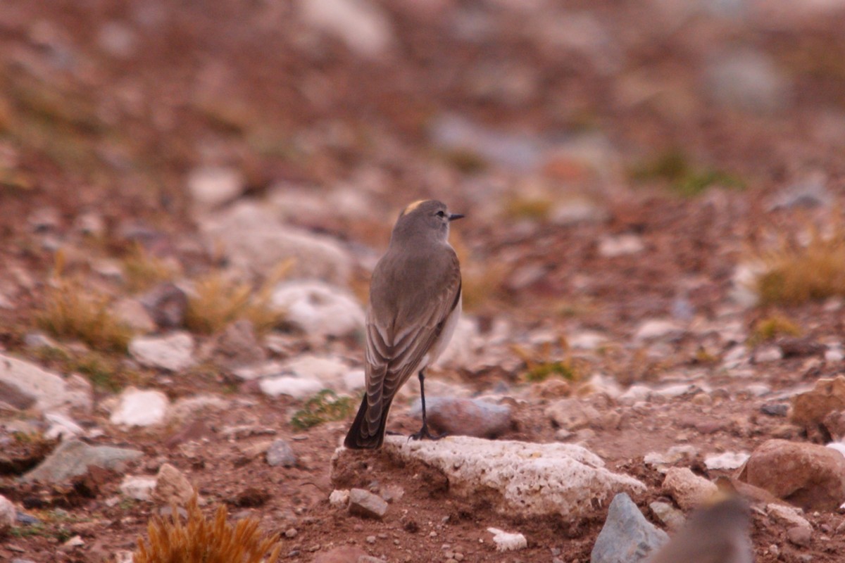 Ochre-naped Ground-Tyrant - ML642743306