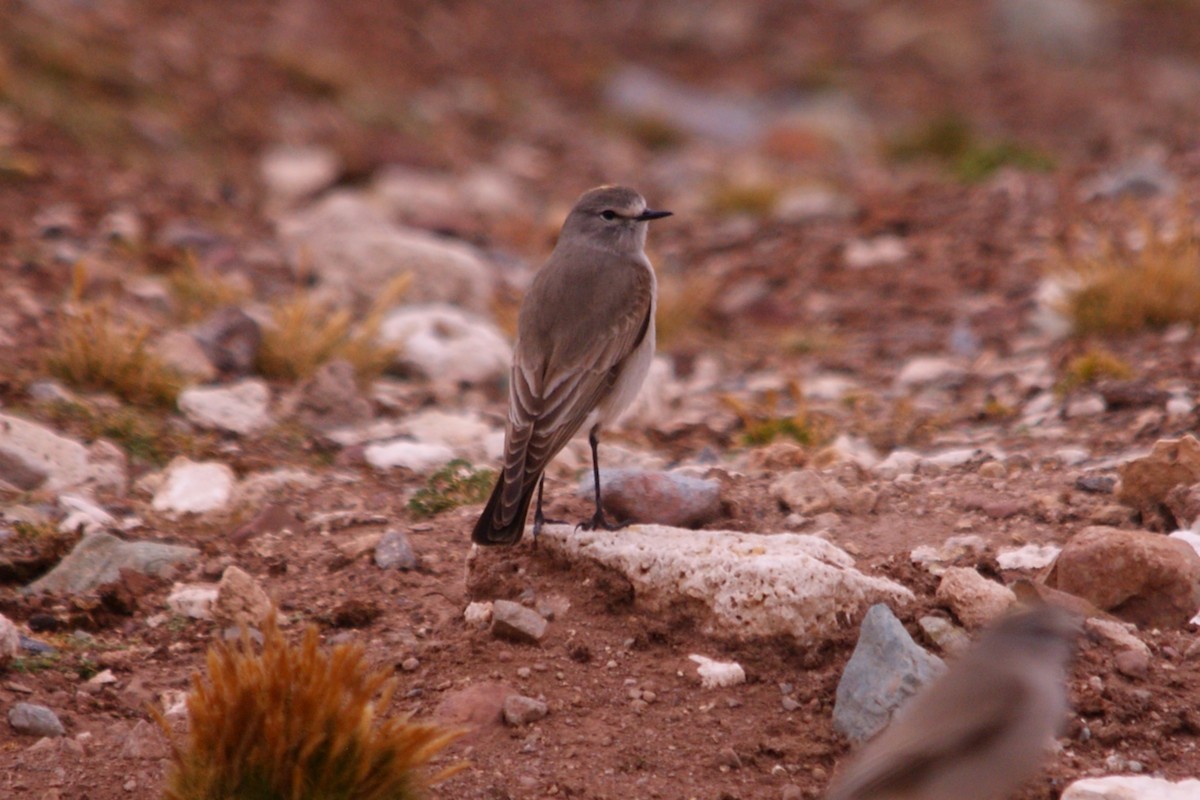 Ochre-naped Ground-Tyrant - ML642743307