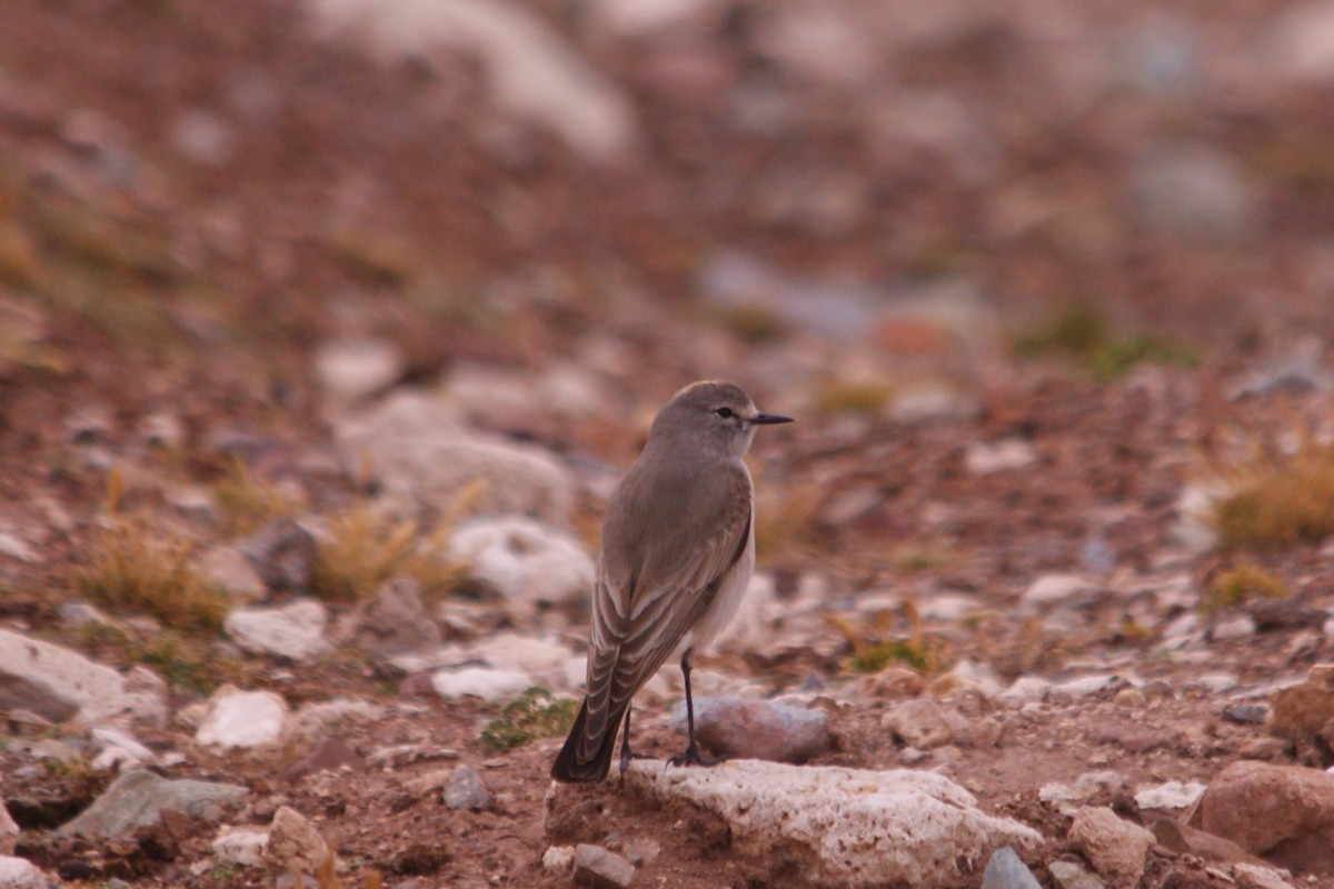 Ochre-naped Ground-Tyrant - ML642743308