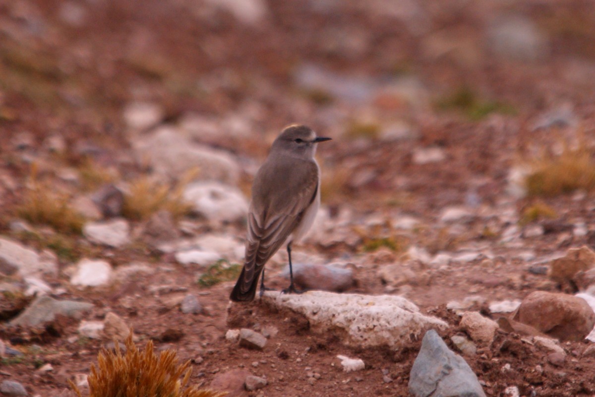 Ochre-naped Ground-Tyrant - ML642743309