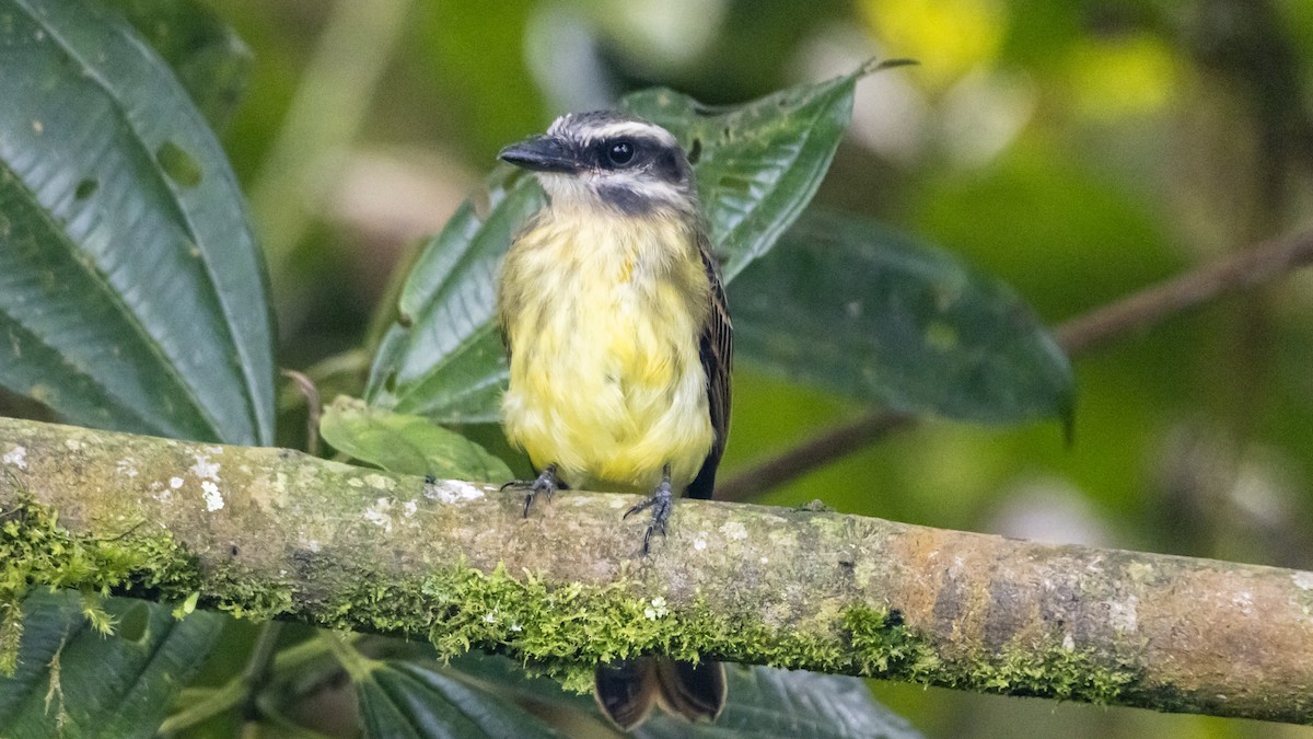 Golden-bellied Flycatcher - ML642743312