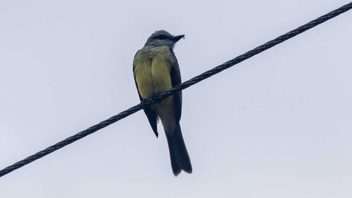 Tropical Kingbird - Yehiel Engel