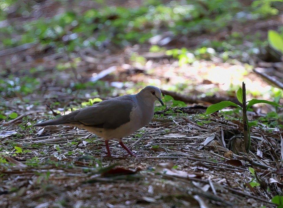 White-tipped Dove - ML642743319