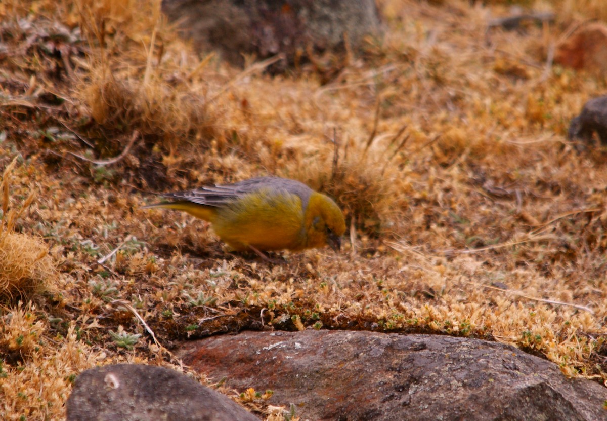 Bright-rumped Yellow-Finch - ML642743339